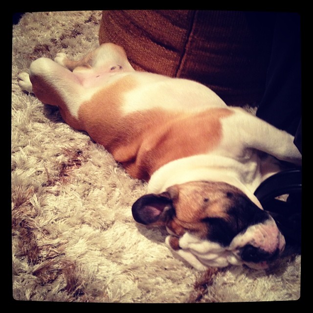 Long Day #bully #bulldog #bubba #chubbs