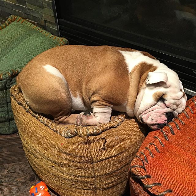 Sleeping Bull. #bubba #bulldog #bully #stinky