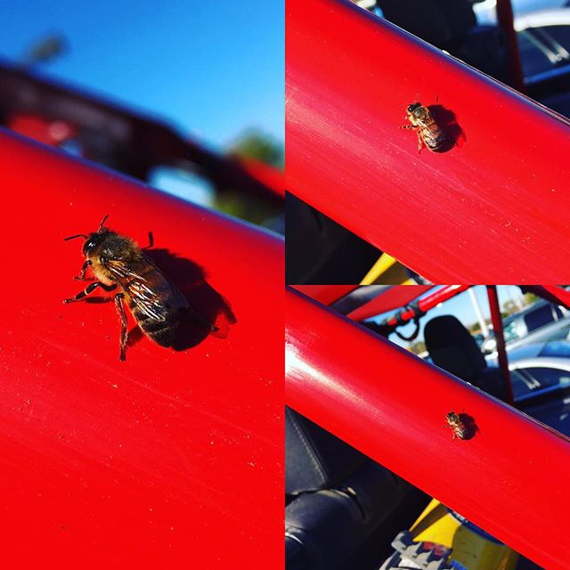 Rollbar Honey Bee #stankeye #jeep #wrangler #offroad @poisonspyder