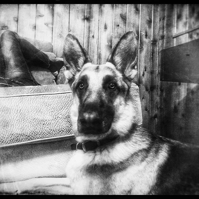 Hanging with Chuck. #Mammano #Family #German #Shepard #dog #dogs #QuailsNest #LakeArrowhead