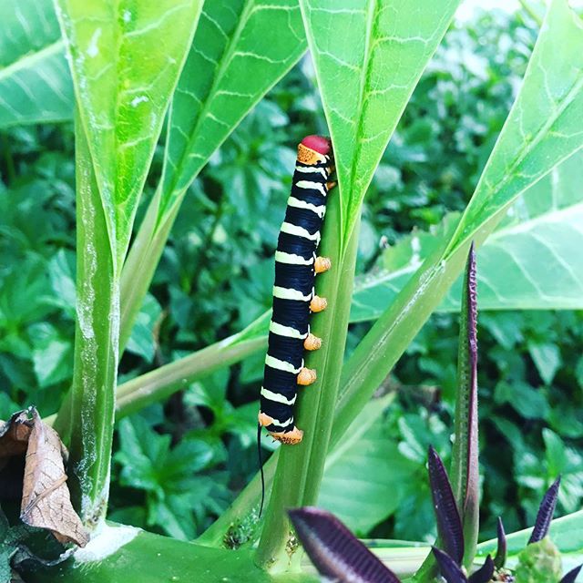 Caterpillar #Hannah15