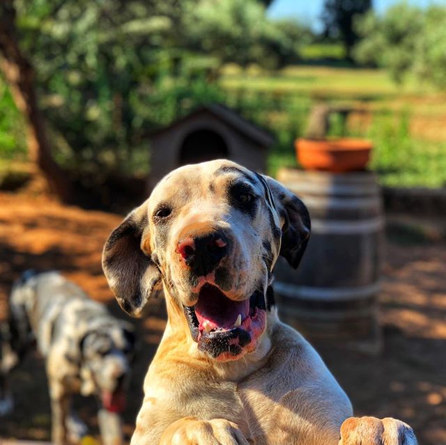 Vineyard Pup. #Greek #Mastiff